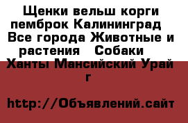 Щенки вельш корги пемброк Калининград - Все города Животные и растения » Собаки   . Ханты-Мансийский,Урай г.